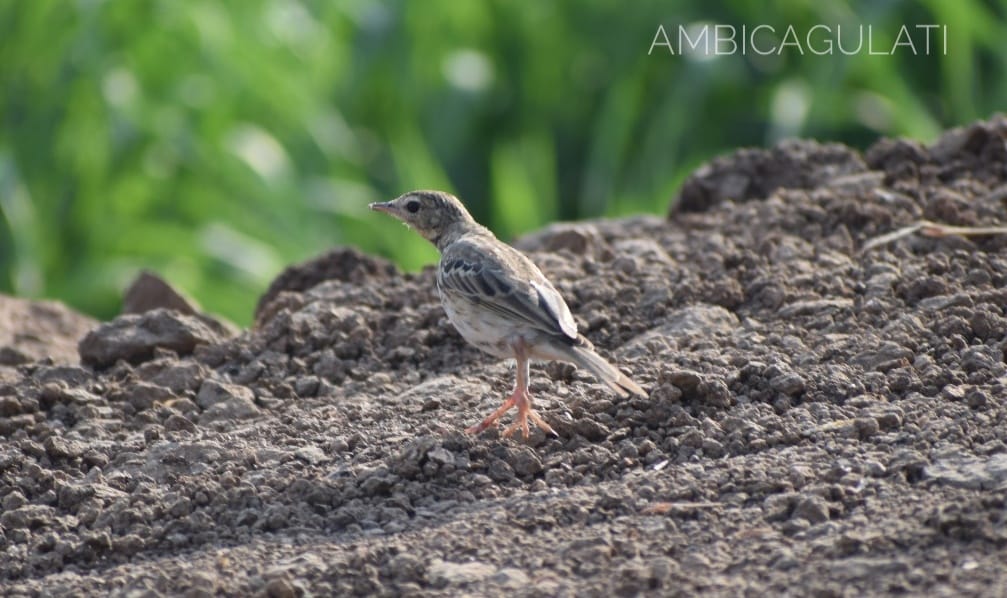 TREE PIPIT, GANGAPUR DAM, NASHIK, MAHARASHTRA, INDIA