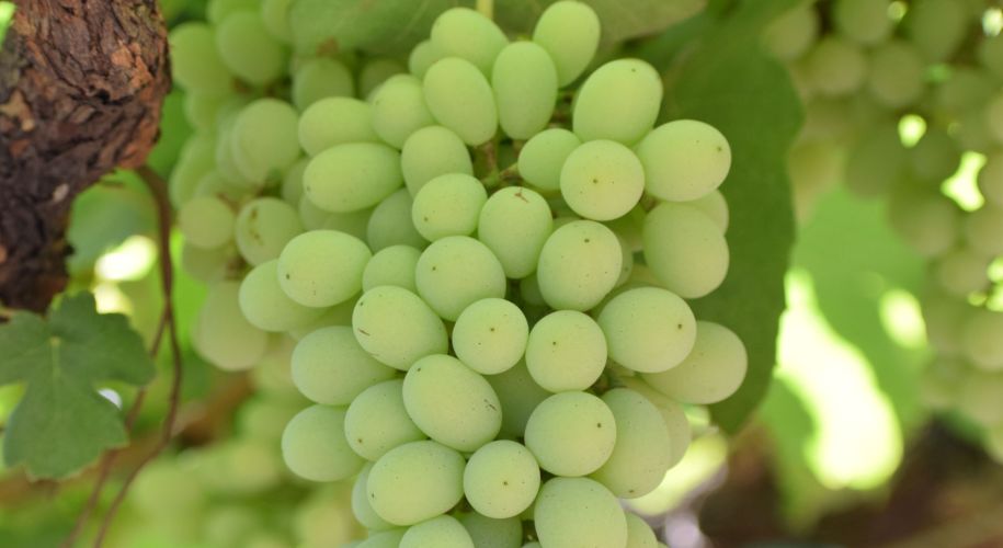 Grapes, Nashik, Maharashtra, India