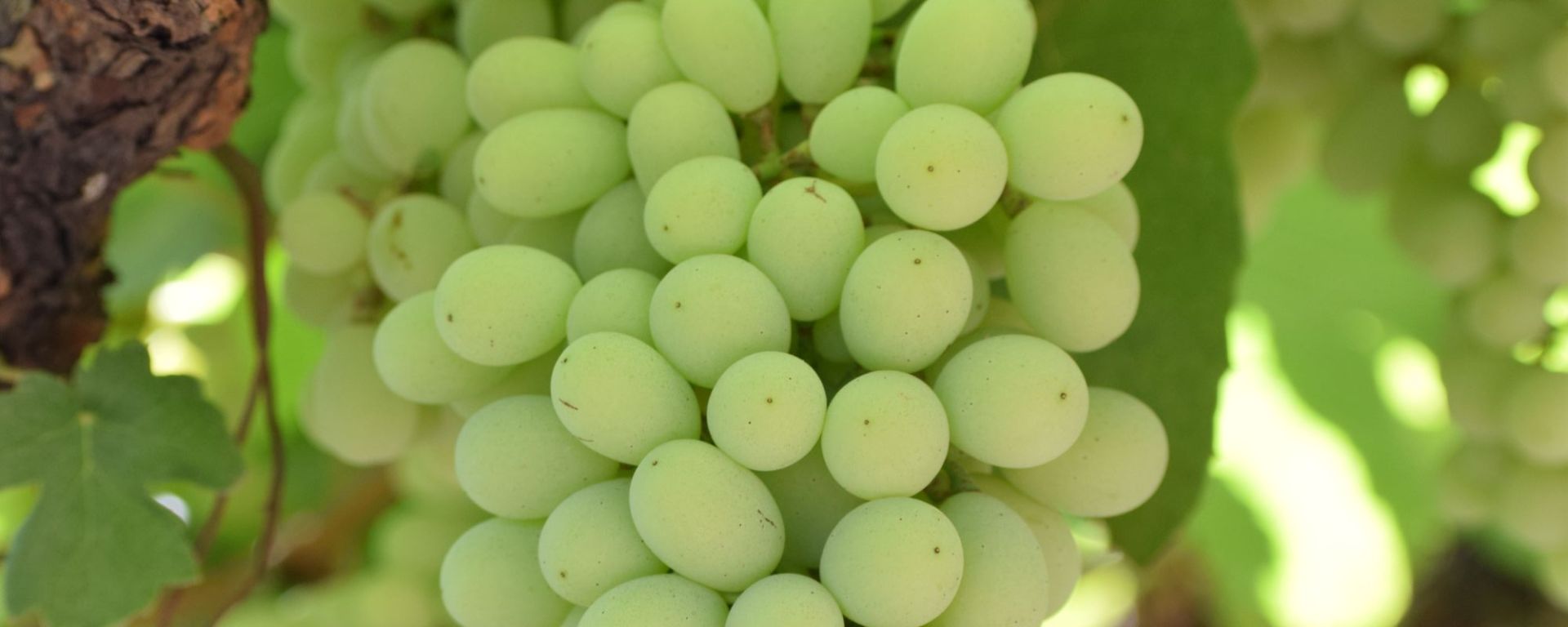 Grapes, Nashik, Maharashtra, India