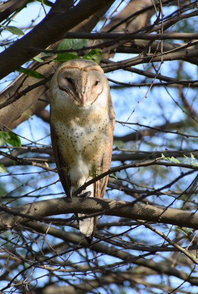 Barn Owl, Noida Biodiversity Park, Uttar Pradesh, India