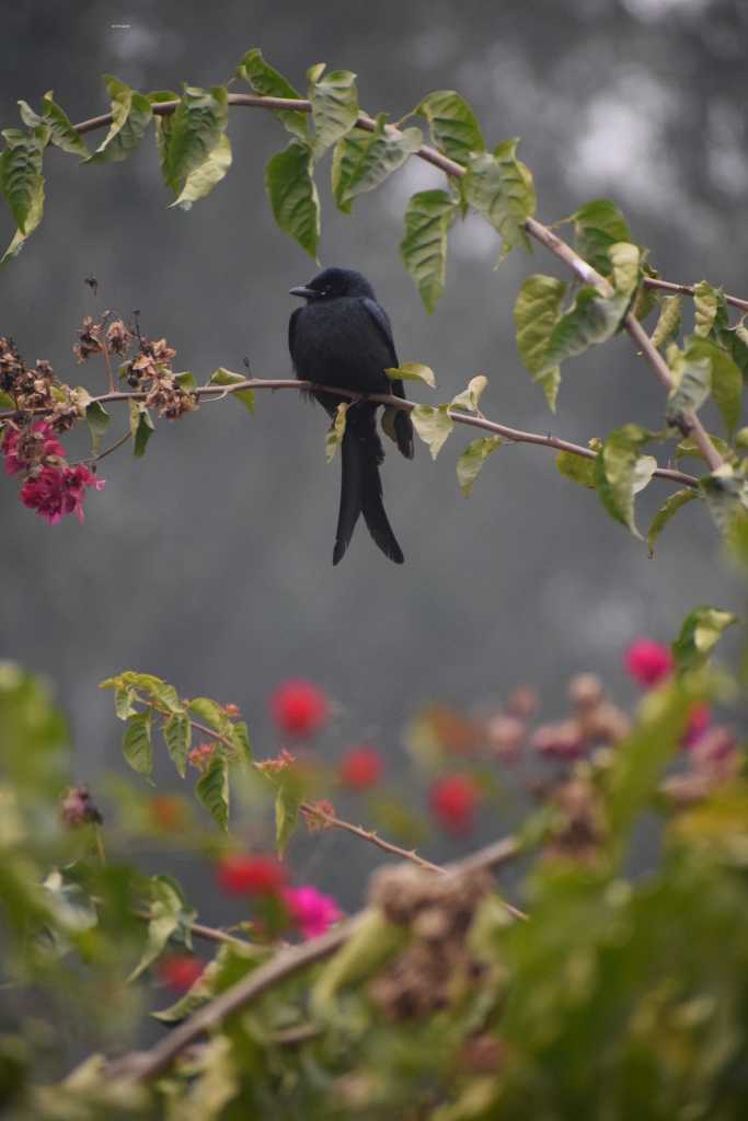 Black Drongo,, Noida Biodiversity Park, UttarPradesh, India
