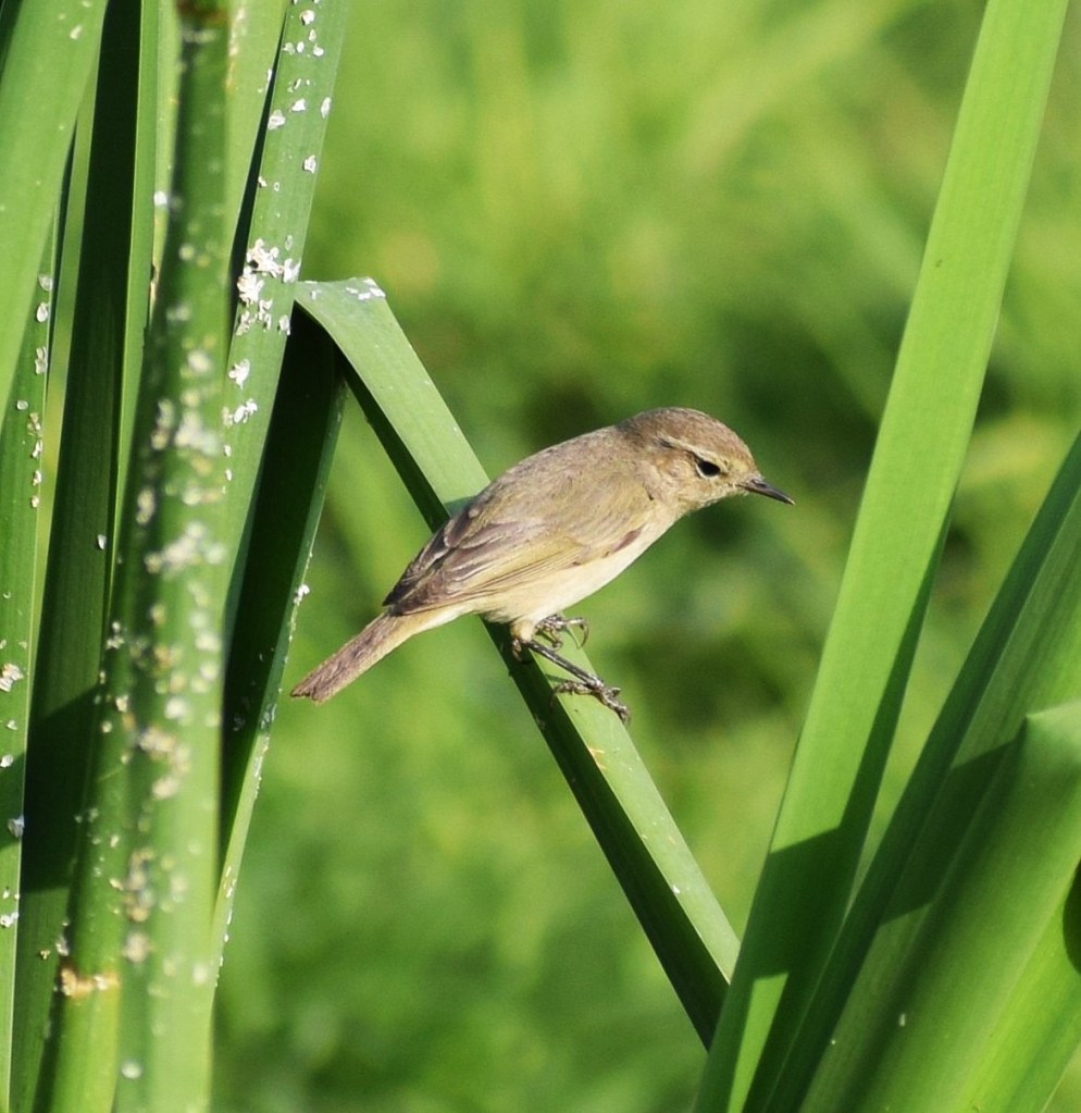 Common Chiffchaff, Noida Biodiversity Park, Uttar Pradesh, India