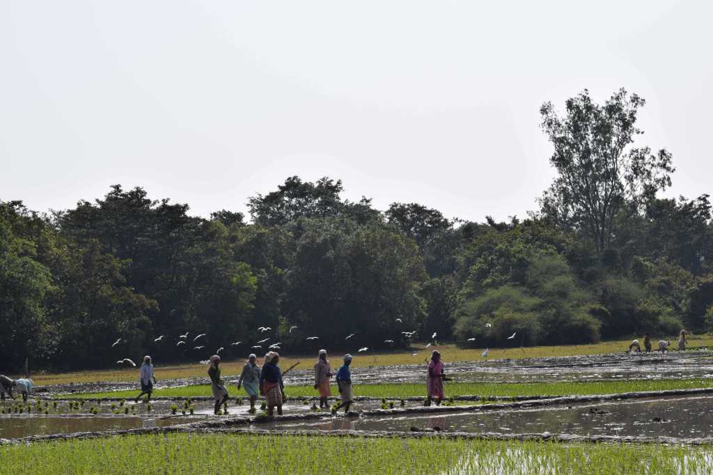 Farmers of Aaveda village, Kali Tiger Reserve, (Anshi National Park), Karnataka, India