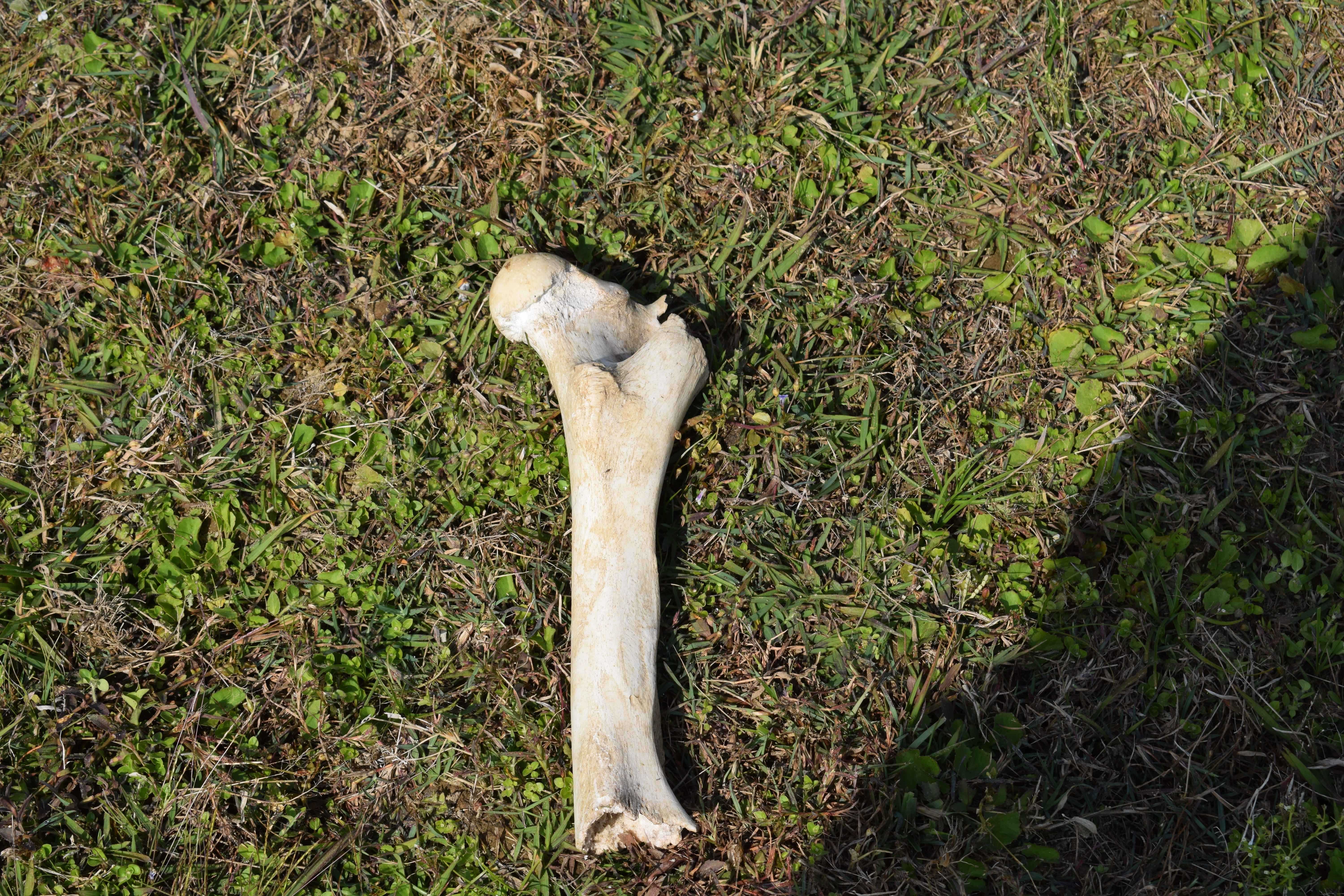 Animal bone, Kali Tiger Reserve, (Anshi National Park), Karnataka, India