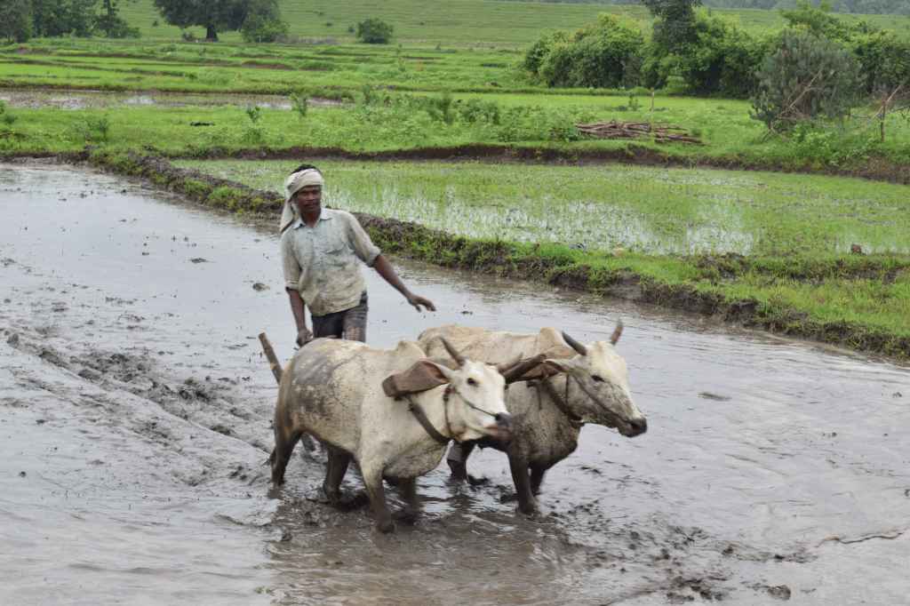 Sowing the rice field with oxen, Kohka Village, Madhya Pradesh, india