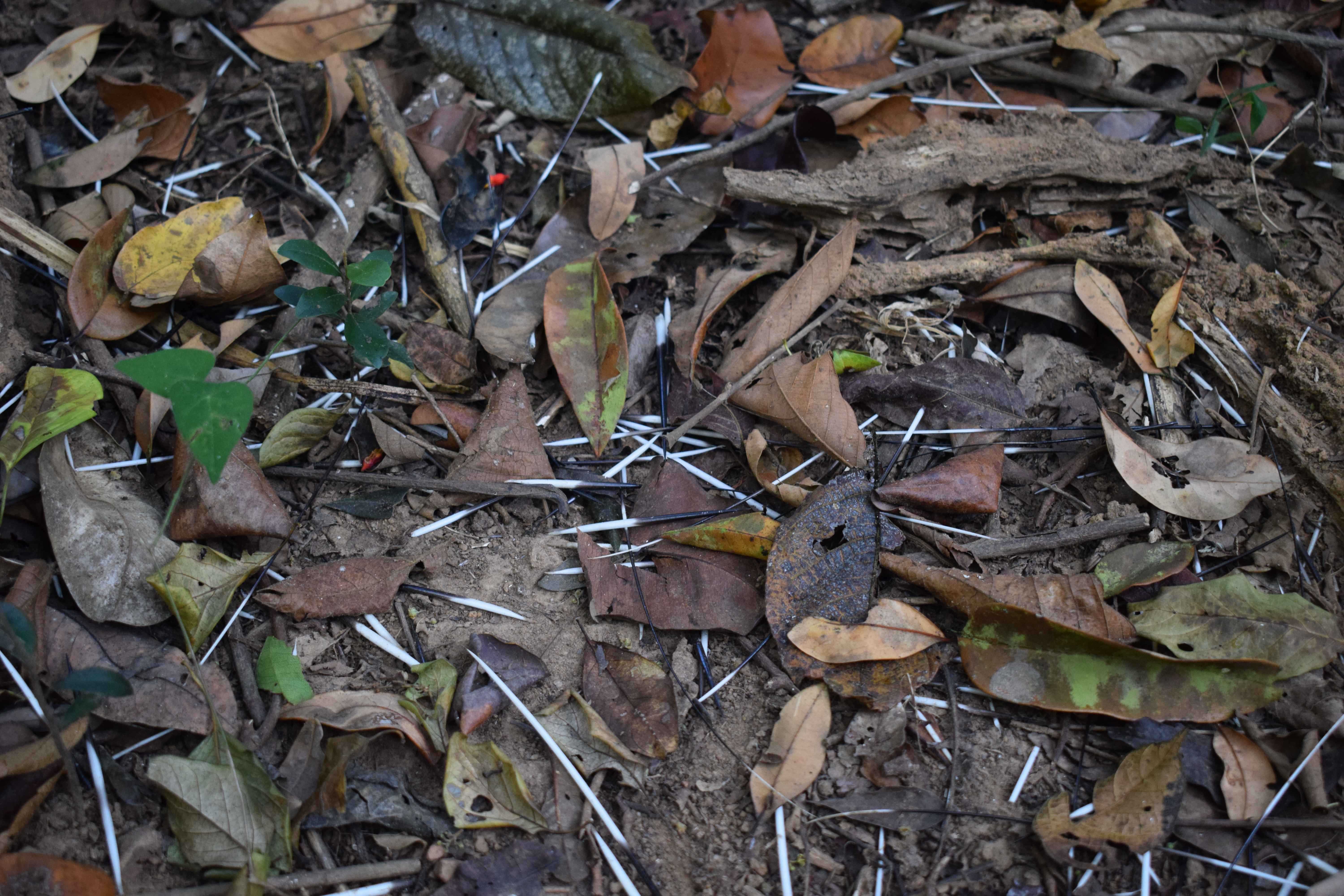 Porcupine quills, Kali Tiger Reserve, (Anshi National Park), Karnataka, India