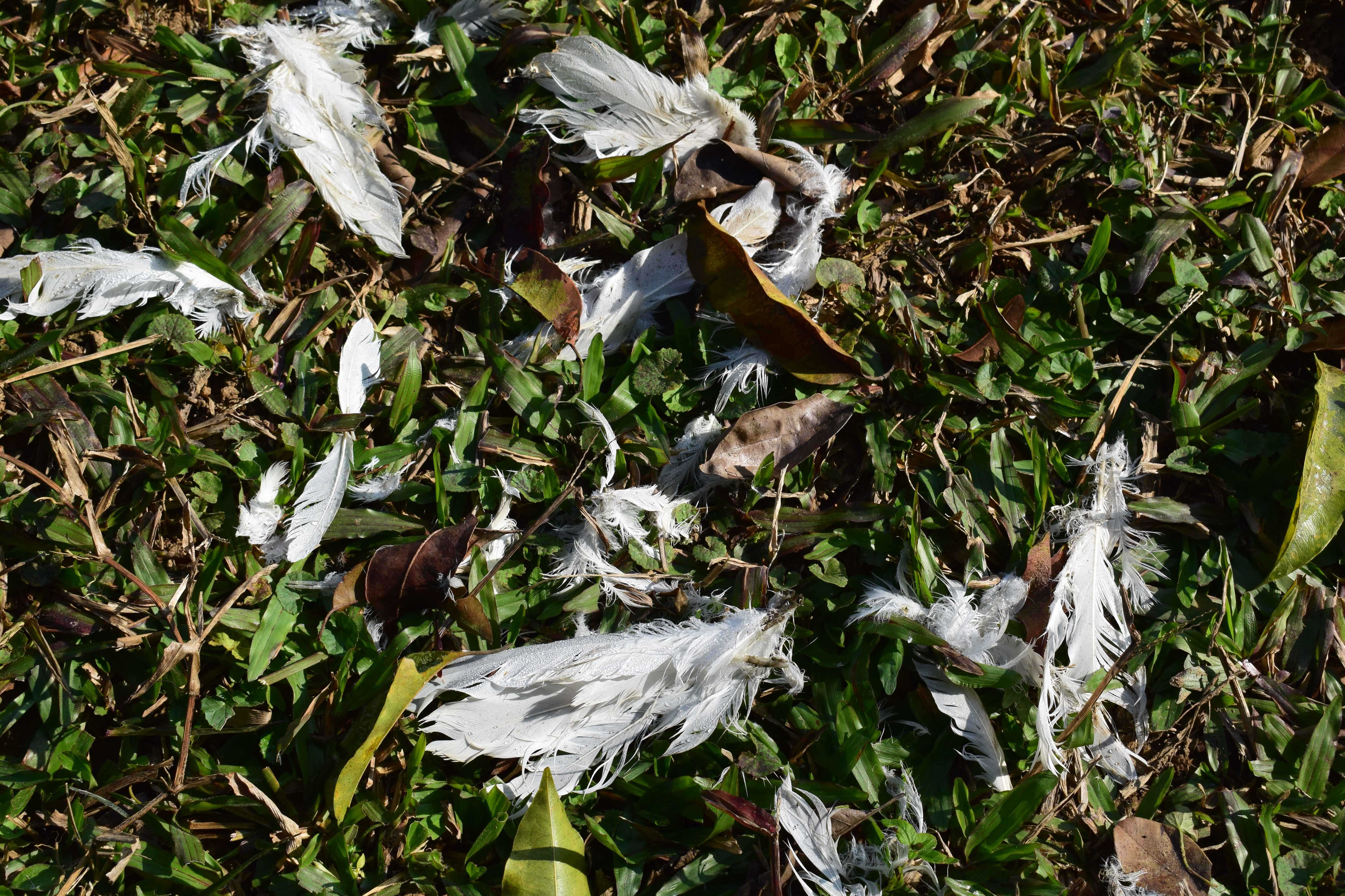 Feathers, Kali Tiger Reserve, (Anshi National Park), Karnataka, India