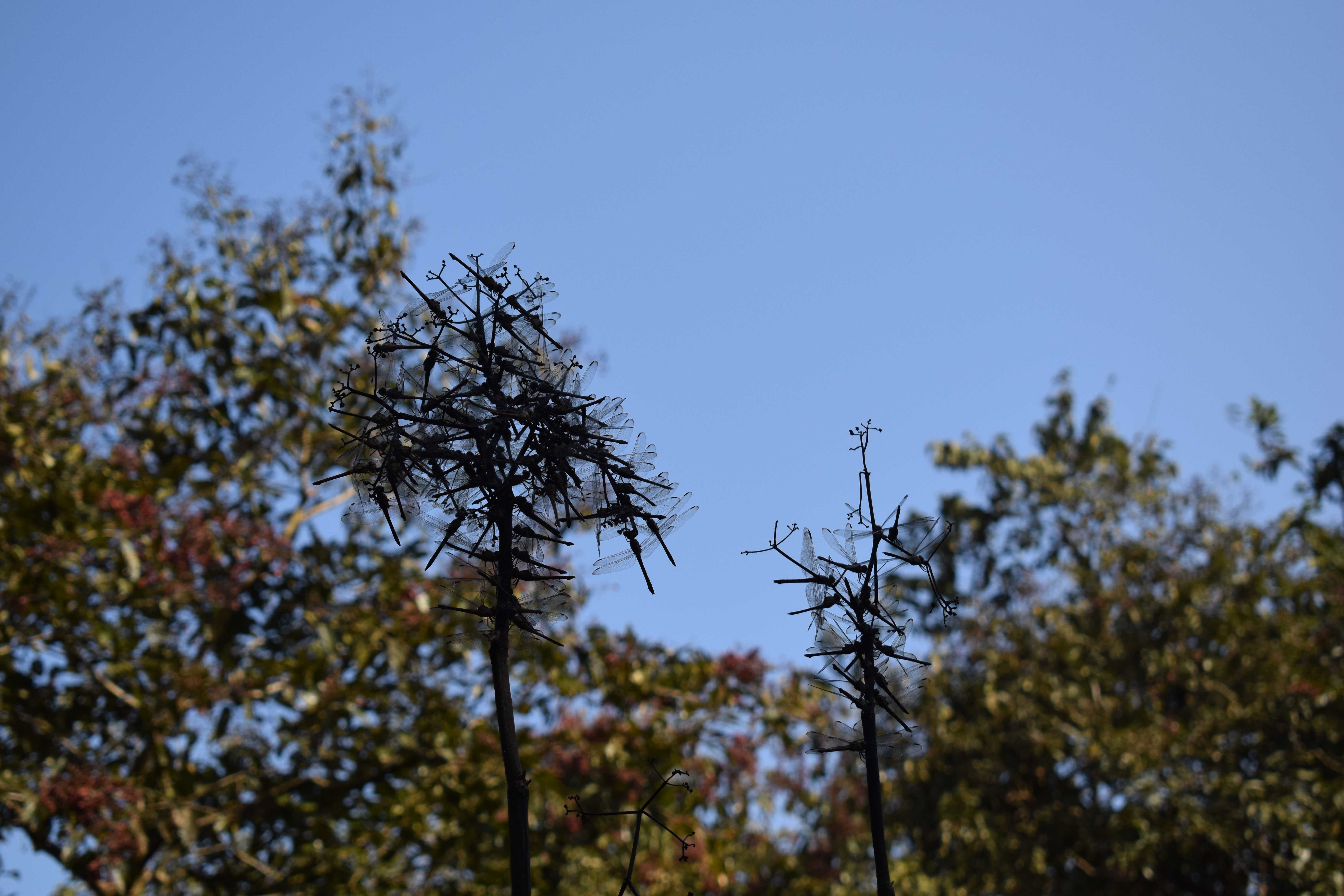 Flight of dragonflies, Kali Tiger Reserve, (Anshi National Park), Karnataka, India