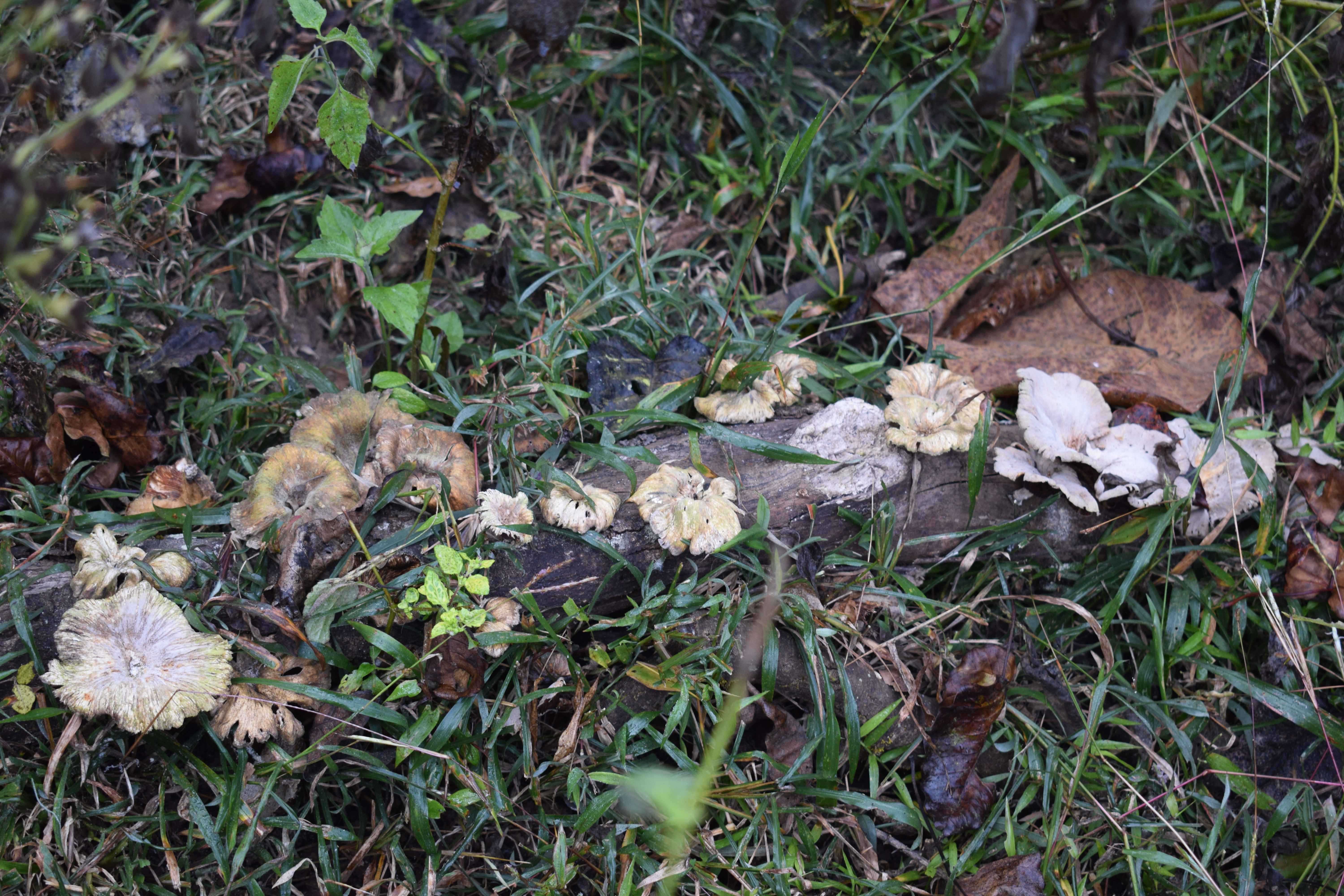 Mushroom species, Kali Tiger Reserve, (Anshi National Park), Karnataka, India