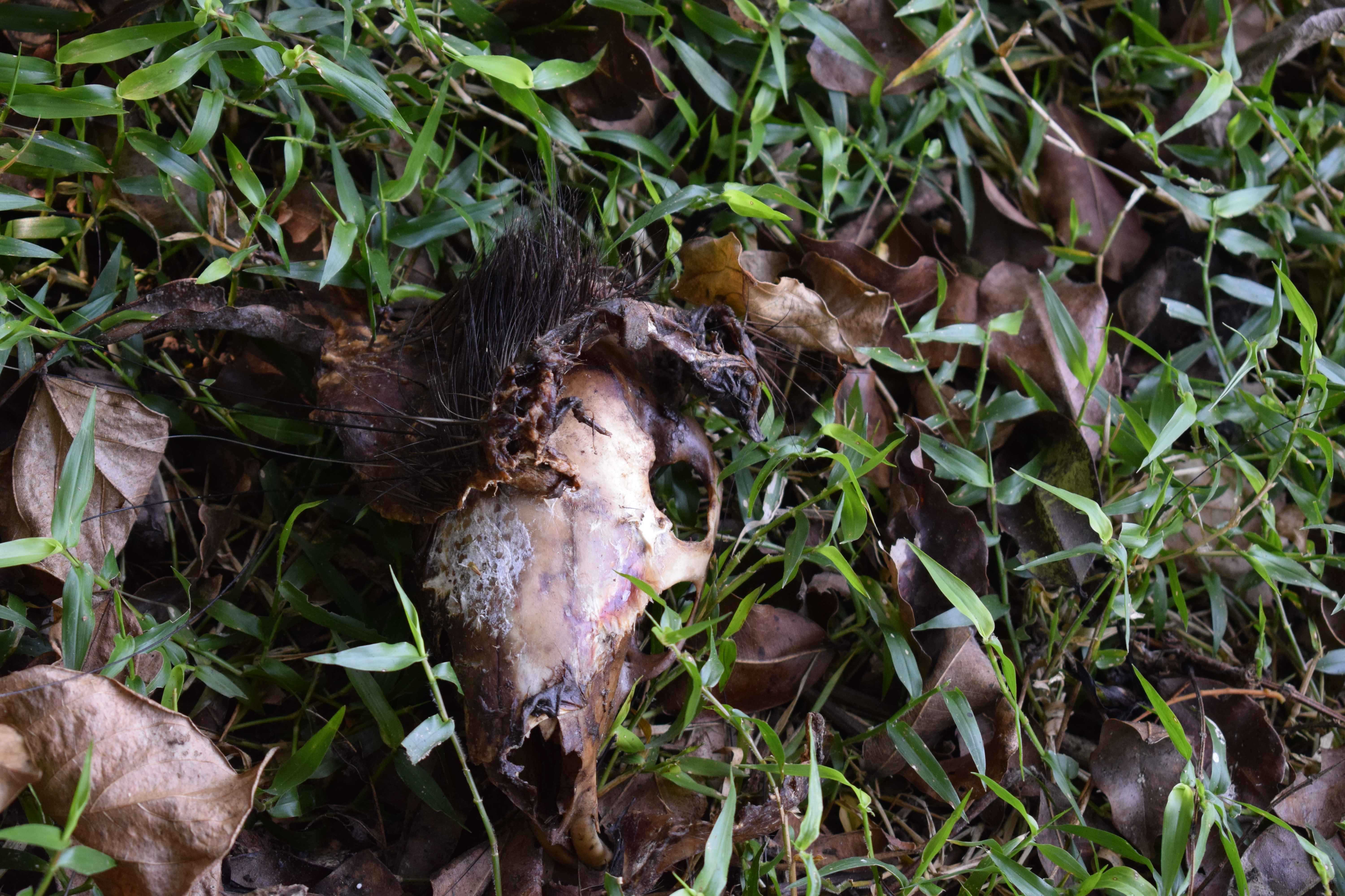 Porcupine skull, Kali Tiger Reserve, (Anshi National Park), Karnataka, India