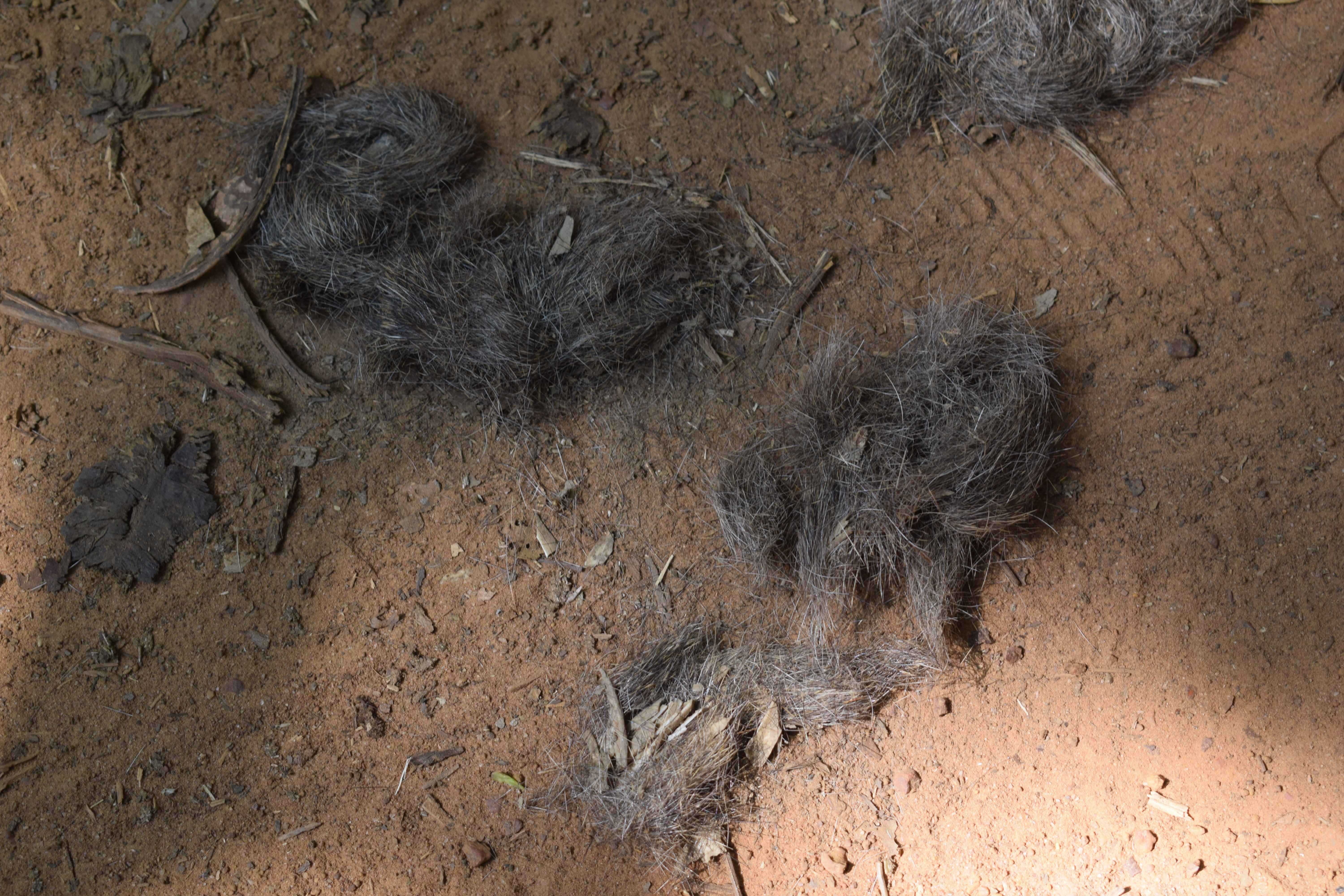 Animal hair, Kali Tiger Reserve, (Anshi National Park), Karnataka, India