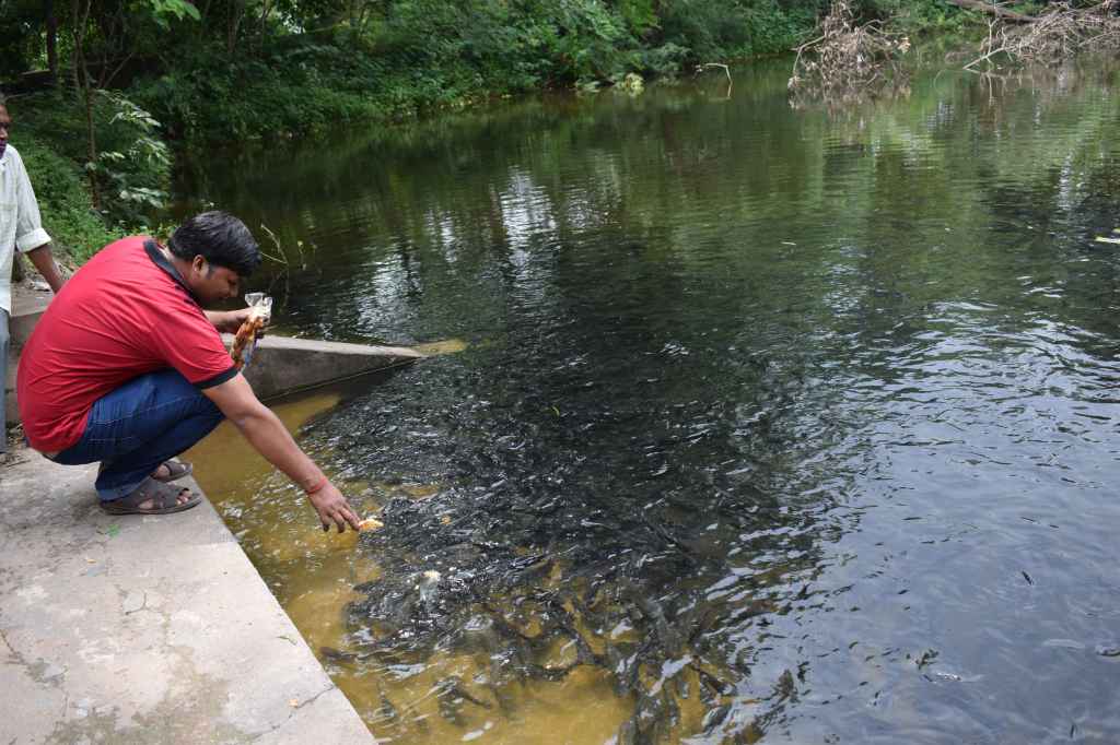 Feeding fish in the temple pond is a sacred practice, Village near Raigarh, Chhattisgarh, India
