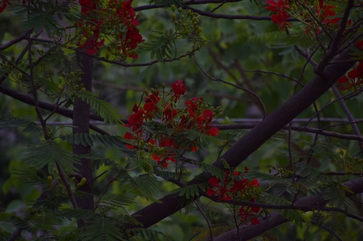 Noida Biodiversity: A Nature Lover’s Observations