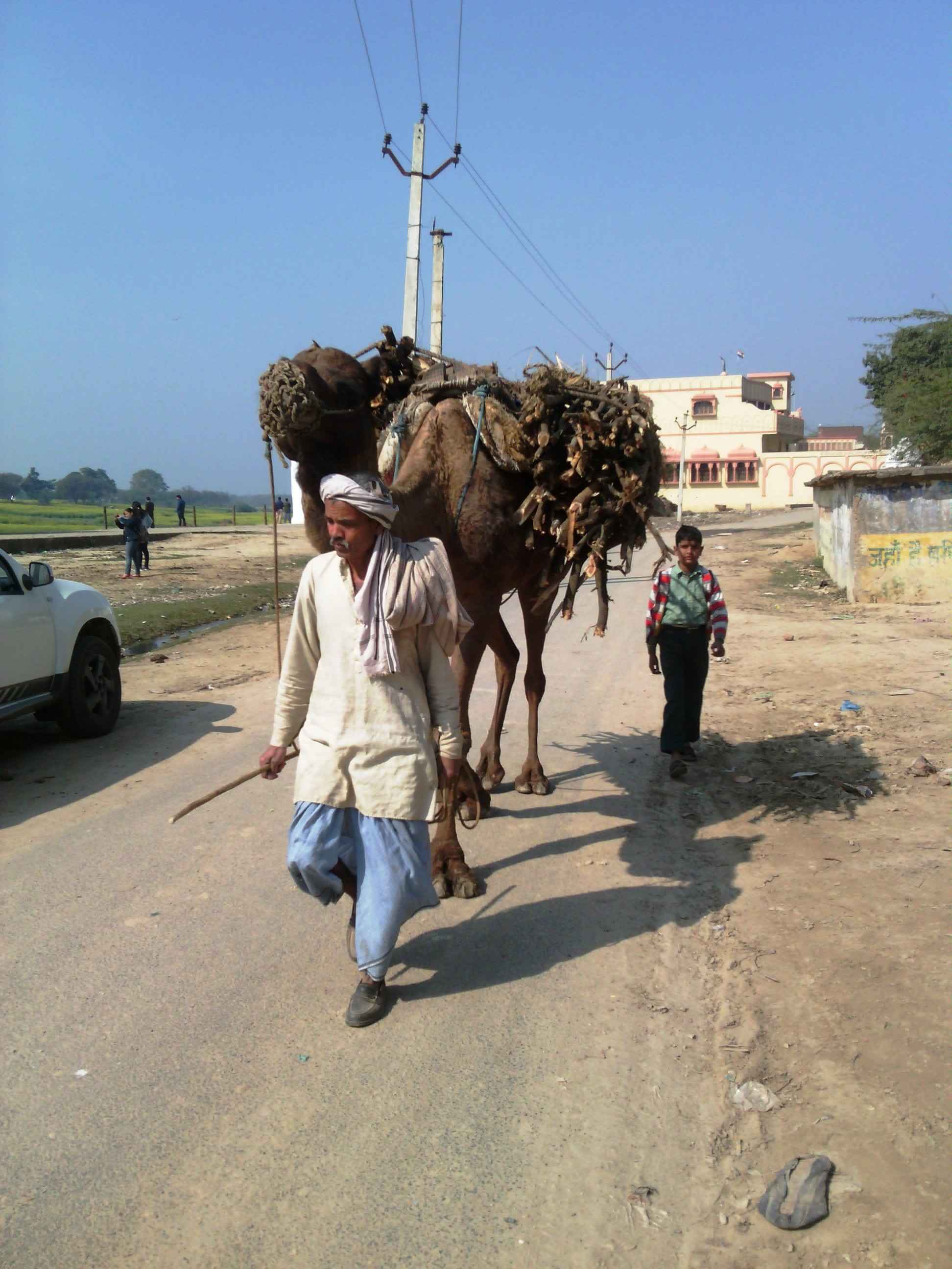 Camels carry loads, interiors of Uttar Pradesh, India
