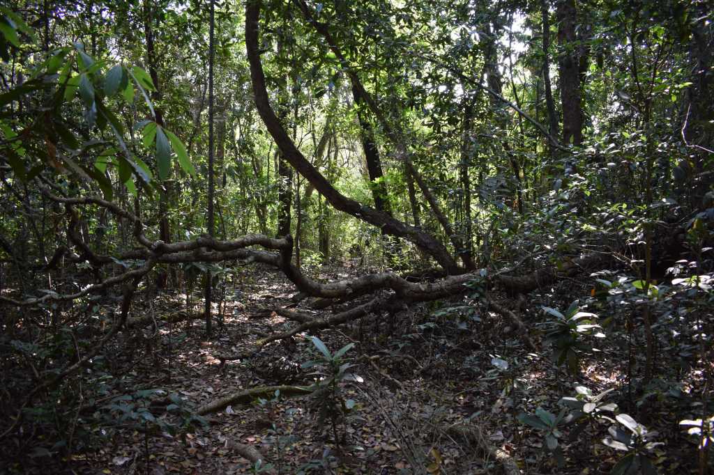 Kali Tiger Reserve, (Anshi National Park), Karnataka, India