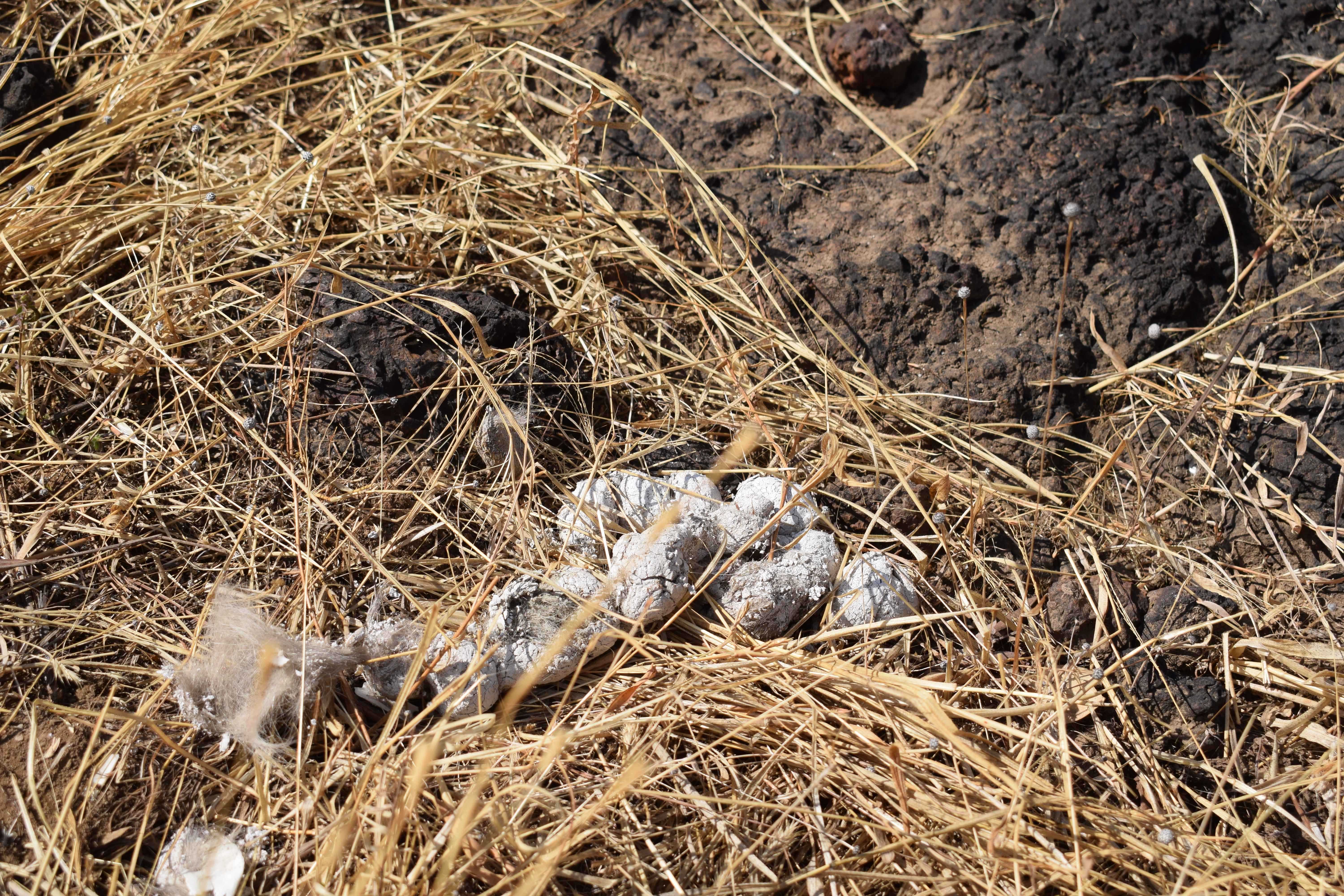 Leopard Poop, Kali Tiger Reserve, (Anshi National Park, Karnataka, India