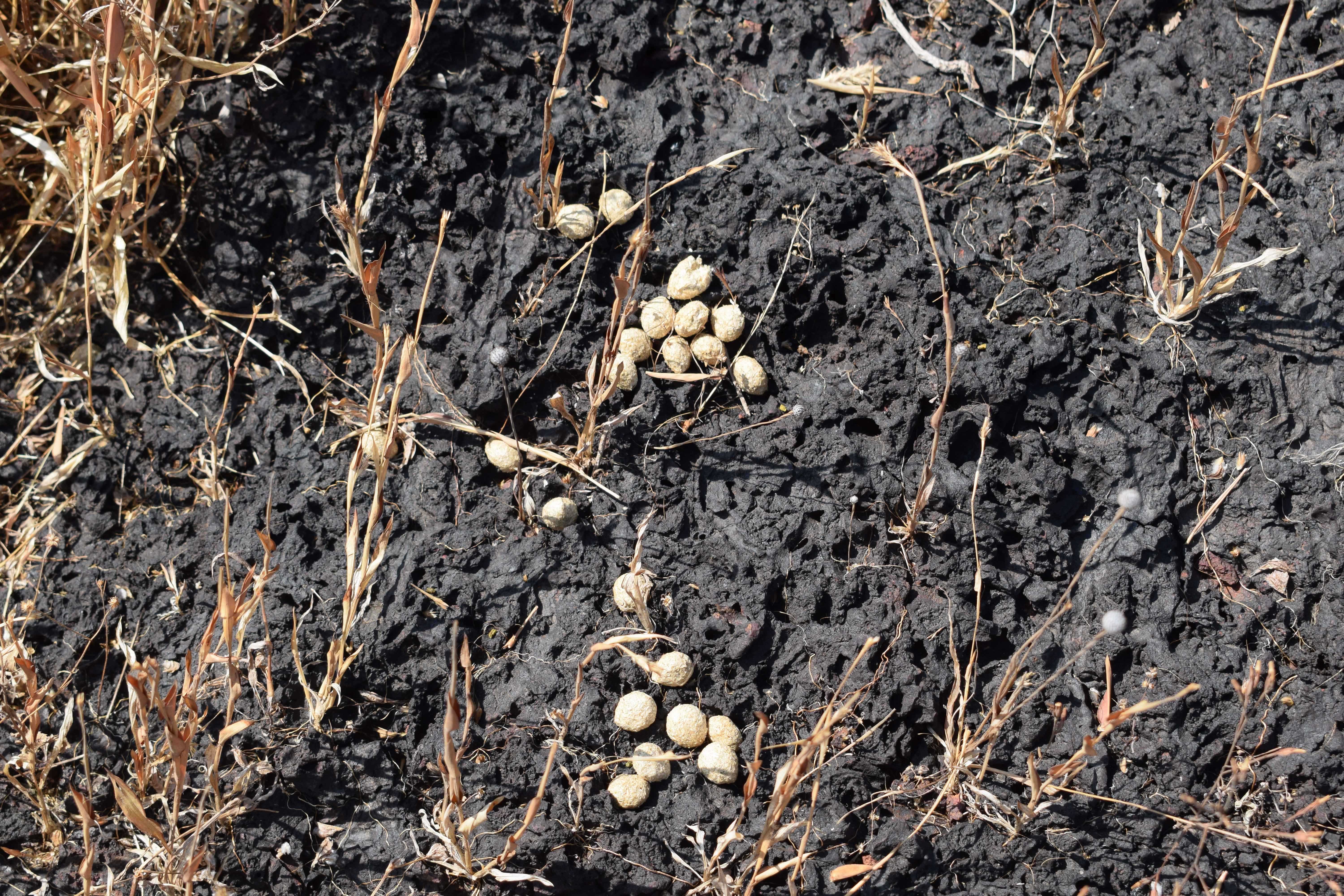 Rabbit poop, Kali Tiger Reserve, (Anshi National Park, Karnataka, India