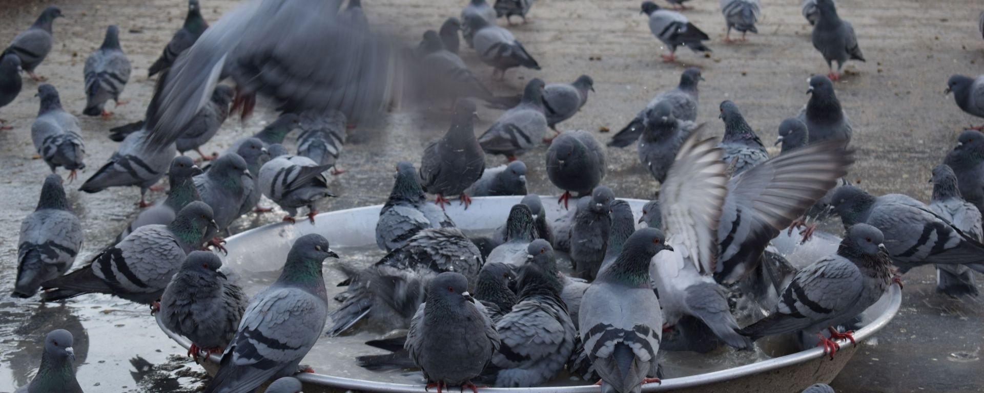 Pigeons in Srinagar, Kashmir, India