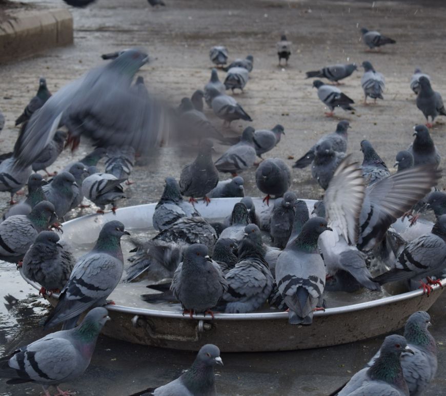 Pigeons in Srinagar, Kashmir, India