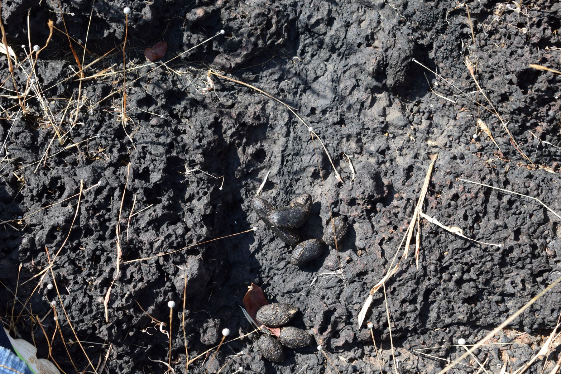 Porcupine poop, Kali Tiger Reserve, (Anshi National Park), Karnataka, India