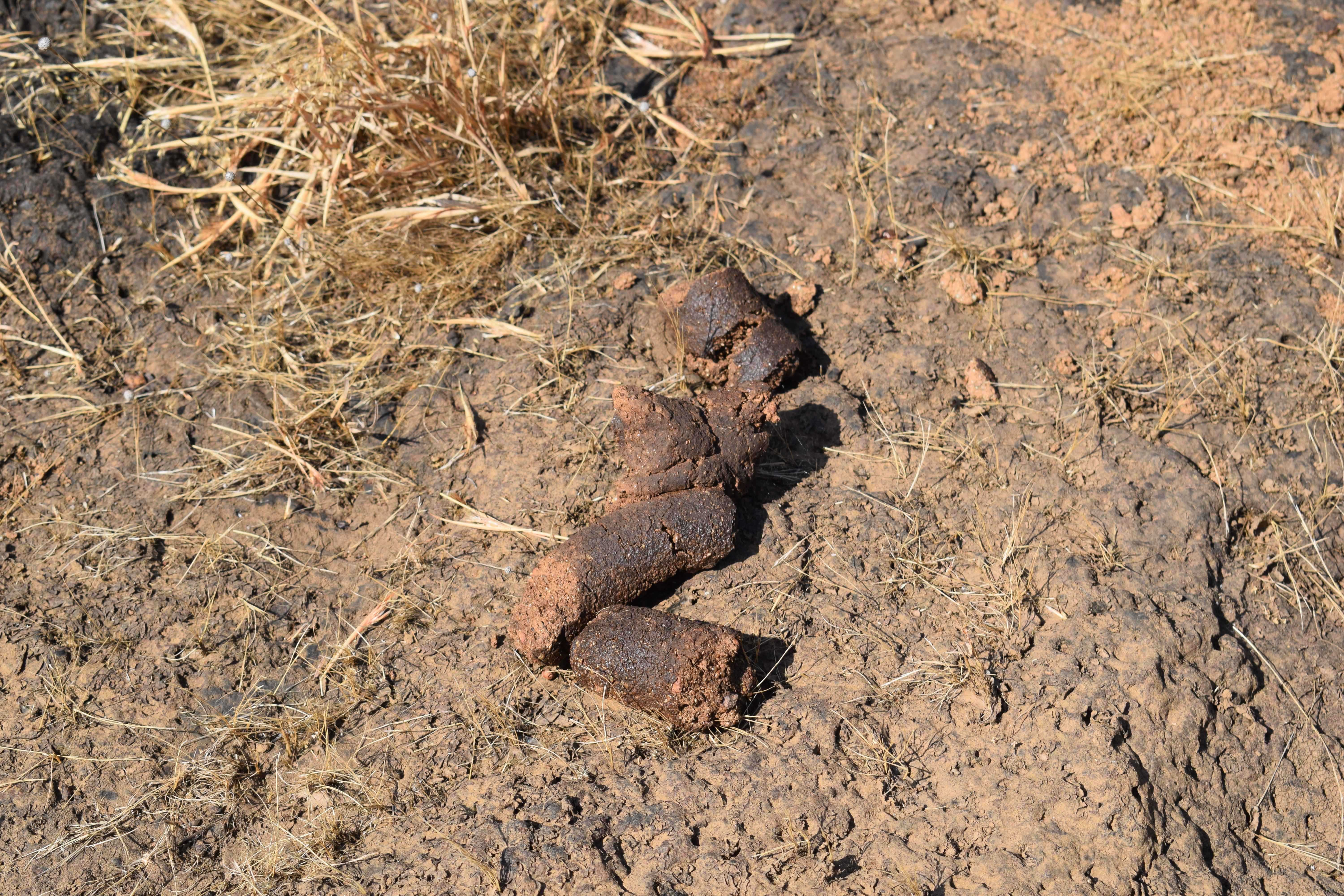 Sloth bear poop, Kali Tiger Reserve, (Anshi National Park, Karnataka, India
