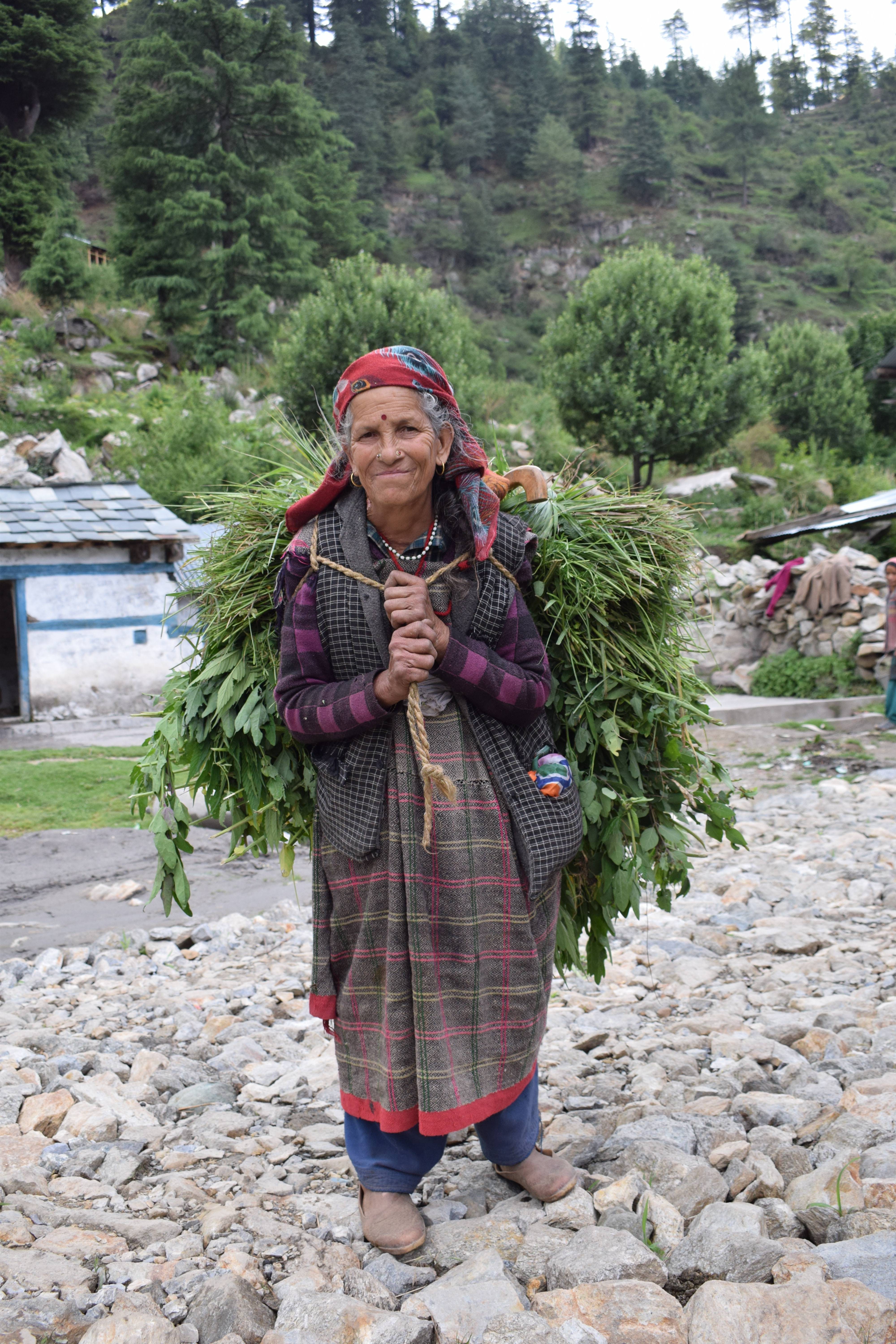 An old lady carrying wood and fodder, Sarchi, Himachal Pradesh, India