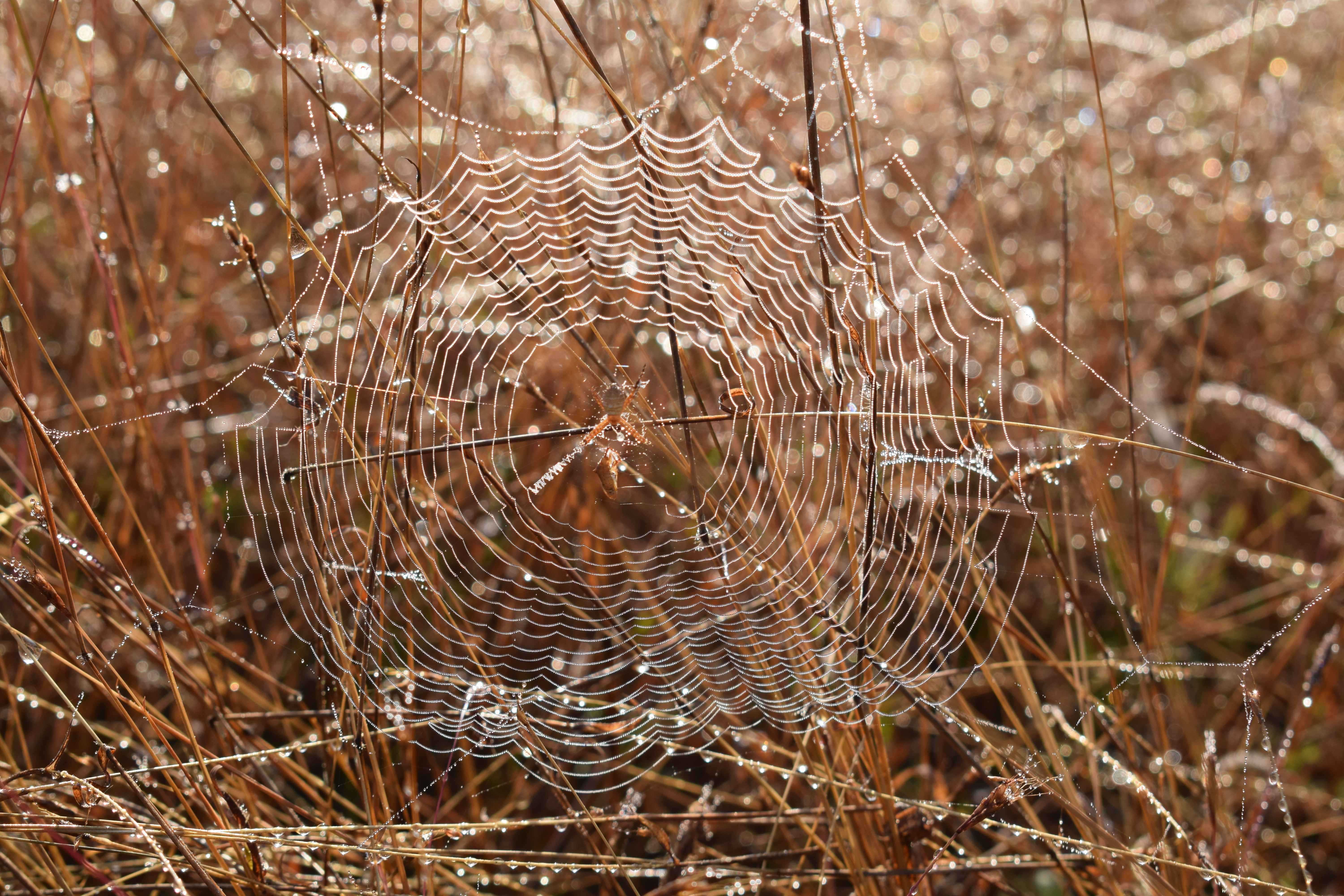Spider web, Kali Tiger Reserve, (Anshi National Park), Karnataka, India