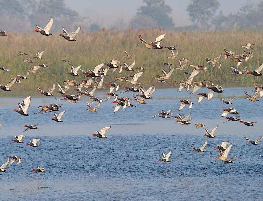 Waterfowls at Haiderpur Wetlands, Bijnor, Uttar Pradesh, India