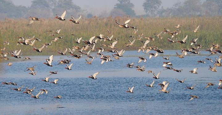 Ornithology: The Joy of Birdwatching & Conservation
