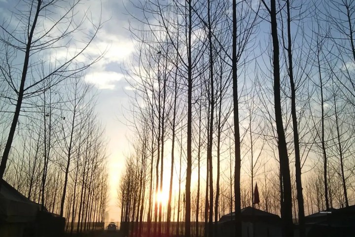 Piercing through the branches, the sun sets over Sutlej River in Anandpur Sahib, Punjab